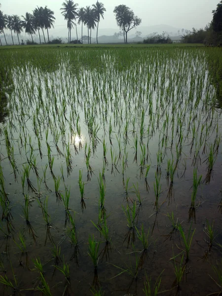 Campos Arroz Pôr Sol Luz Noite Agricultura Sudeste Asiático — Fotografia de Stock