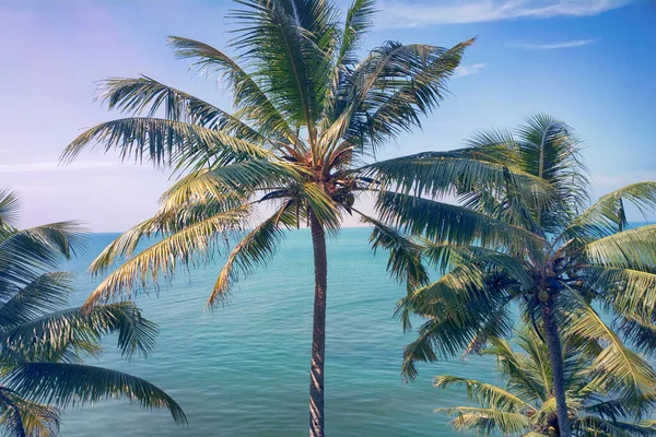 Tropical Beach Coconut Palm Sunset Warm Day — Stock Photo, Image