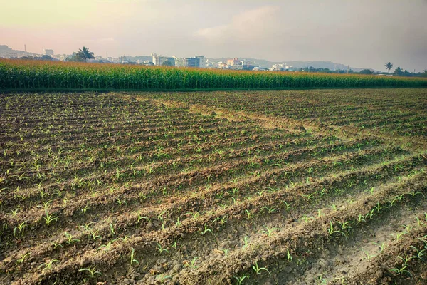 Güney Asya Bahar Çiftliği Pirinç Çekleri Ekildi Henüz Suyla Doldurulmadı — Stok fotoğraf