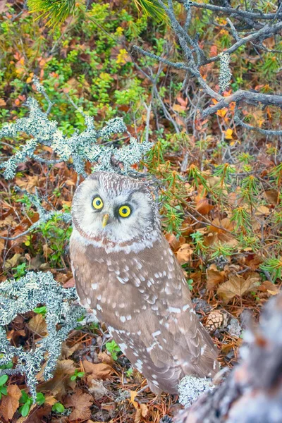 Espírito Madeira Retrato Coruja Tengmalm Aegolius Funereus Interior Característico Taiga — Fotografia de Stock