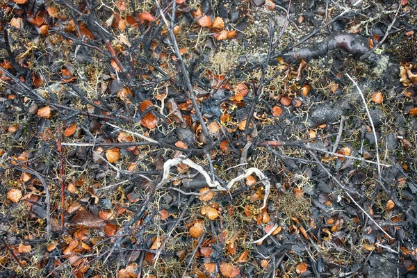 北の木の一つ 森の中のツンドラ 忍び寄るジュニパードワーフ白樺の葉 地下茎や木の幹を形成します ラップランド — ストック写真