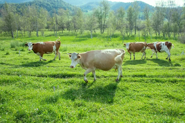 Dağlık Bir Bölgedeki Şişman Inek Sürüsü Yeşil Çimlerin Üzerinde Süt — Stok fotoğraf
