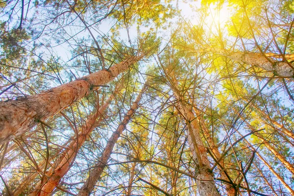 Oben Mit Der Sonne Südlichen Kiefernwald Sommergrüner Waldbezirk — Stockfoto