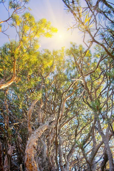 Törzsek Fenyőágak Összefonódása Napnyugtakor Megvilágítja Nap — Stock Fotó
