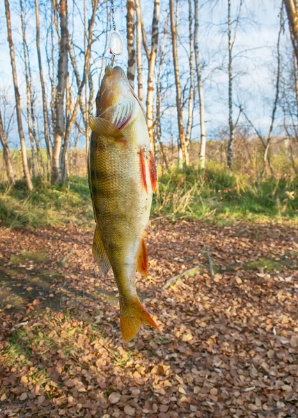 Herbstfischen Nur Aus Dem Wasser Großer Barsch — Stockfoto