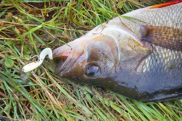 Grande Cattura Persico Dalla Pesca Sportiva Pesce Catturato Esca Filatura — Foto Stock