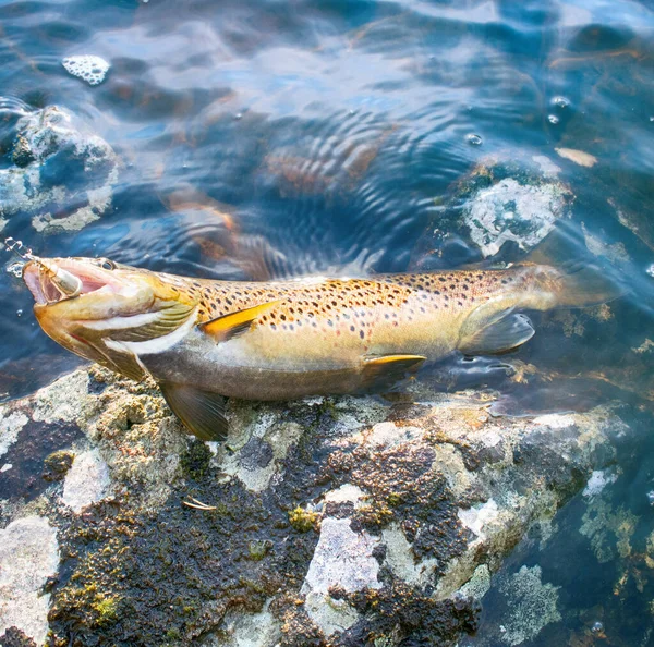 Spřádání Lákat Rybolov Pstruha Jezerech Skandinávie Brook Pstruh Duhový Pstruh — Stock fotografie