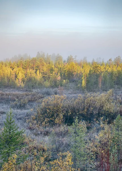 Spaziergang Herbstlichen Wald Herbstzeit Traurige Herbstschönheit Nebel Gelbes Laub Letzte — Stockfoto