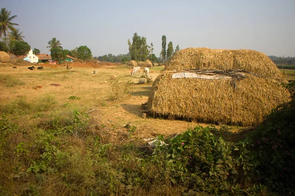 Бідний Індіанський Дім Ферма Худоба Дім Сушіння Сіна Андхра Прадеш — стокове фото