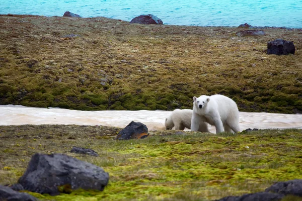 Ursos Polares Terra Franz Joseph Mulher Com Filhote Gordo Engraçado — Fotografia de Stock