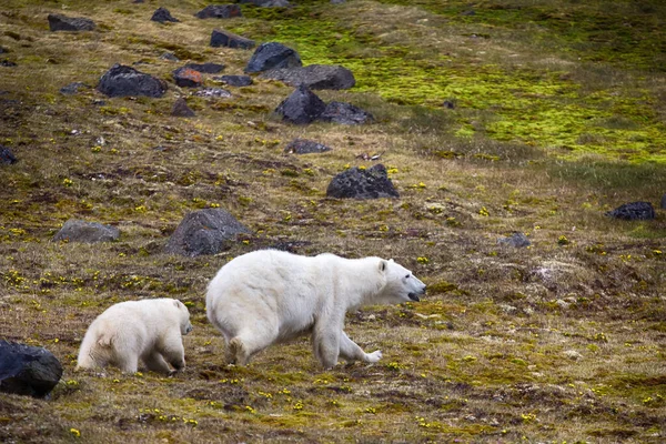 Polar Bears Franz Joseph Land Female Funny Plump Cub Island — Stock Photo, Image