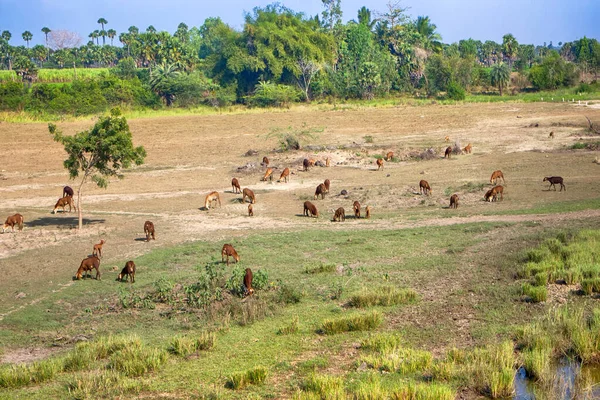 Rinder Und Schafzucht Indien Land Das Von Überweidung Übernutzung Weideverschlechterung — Stockfoto