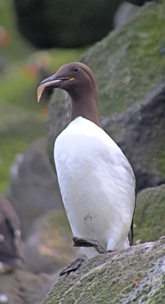 Guillemot Uria Aalge Zit Verticale Positie Commandant Eilanden — Stockfoto