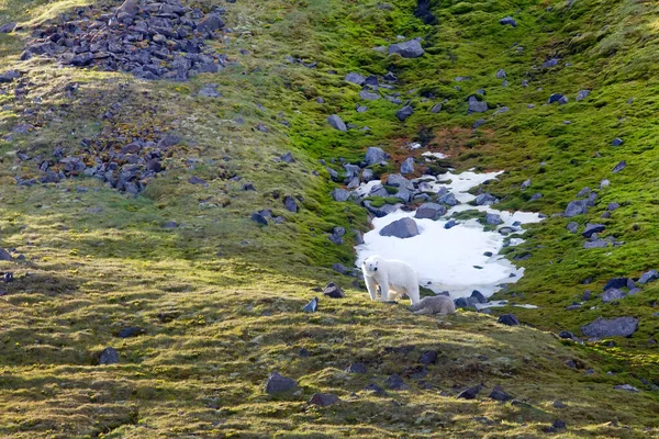 在诺斯布鲁克岛 弗朗茨 约瑟夫岛 的北极熊家族 幼崽非常脏 就像从鸟群的岩石上滚出来的一样 动物在那里被喂食 — 图库照片