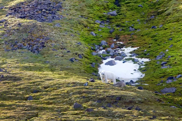 ノースブルック島 フランツ ヨゼフ ランド のホッキョクグマの家族 動物が餌を与えられる鳥のコロニーの岩の縁からの回転として 非常に汚れています — ストック写真