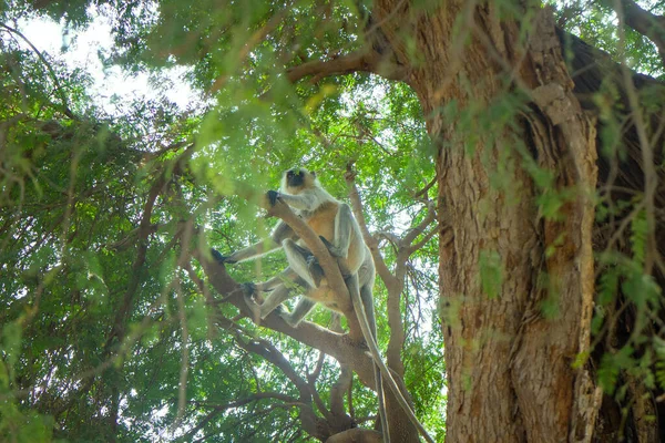 Flying soldiers of monkey God Hanuman 1. Bunch of monkeys (entellus langur, hanuman langur, Presbytis entellus) got the branchy tree