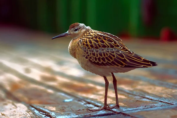 Ruff Affaibli Philomachus Pugnax Vol Dessus Mer Assis Sur Pont — Photo