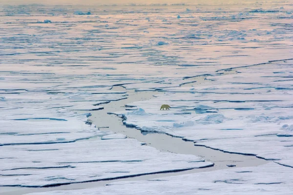 Niedźwiedź Polarny Pobliżu Bieguna Północnego Stopni 2016 Zachowania Łowieckie — Zdjęcie stockowe