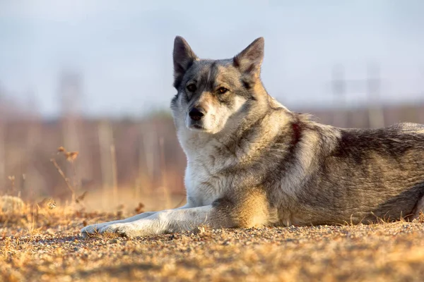 Siberiano Orientale Laika Razza Affine Husky Donnola Scomparso Sottobosco — Foto Stock