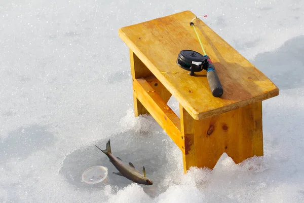 Ψάρεμα Πάγου Στη Νορβηγία Υπέροχη Παραγωγή Τριών Γκρέιλινγκ Γκρέιλινγκ Τρόπαιο — Φωτογραφία Αρχείου