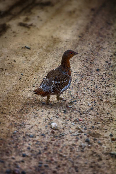 タイガバード 砂利道に出てCapercailye Tetrao Urogalus の春には 胃を収集します ラップランド — ストック写真