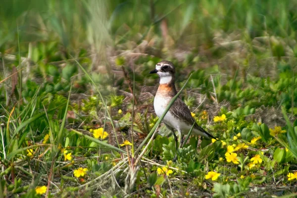 Ptáci Asie Mongolské Plover Charadrius Mongolus Poli Příjemné Louky Žlutými — Stock fotografie