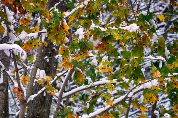 最初の雪が来た 湿った雪は黄色の葉を持つ黄色の木に落ち 表面地殻を持つ湿った雪 雪の背景に黄色のカエデ 秋から冬への突然の移行の美しさ — ストック写真