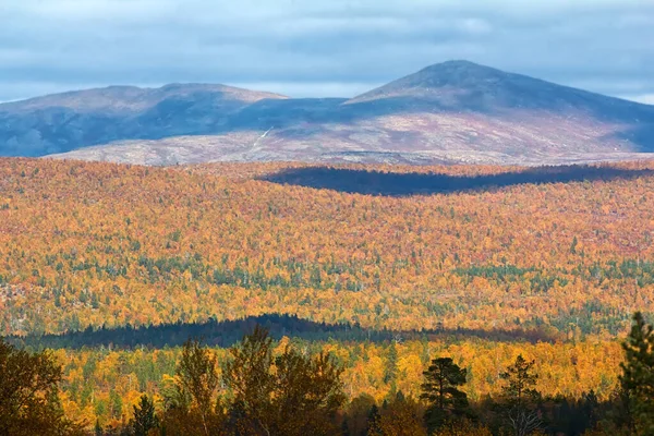 Mellow Autumn Midst Autumn Boreal Coniferous Forests Taiga Admixture Birch — Stock Photo, Image