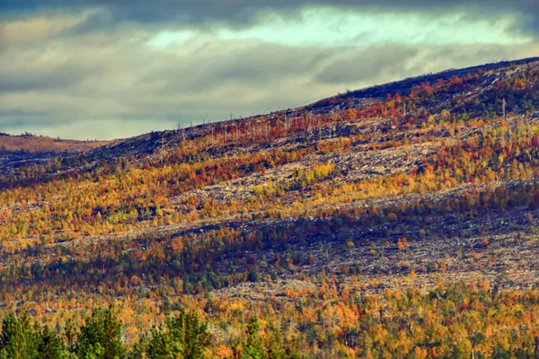 Mellow Autumn Midst Autumn Boreal Coniferous Forests Taiga Admixture Birch — Stock Photo, Image