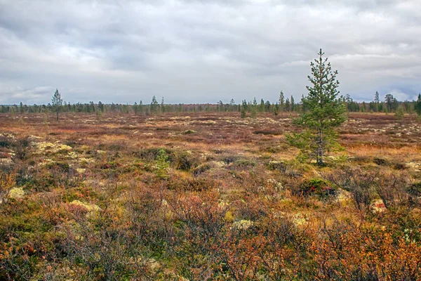 Bosque Otoñal Región Lacustre Pantano Zona Taiga Abedul Enano Betula —  Fotos de Stock