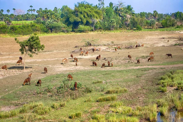 Hindistan Sığır Koyun Yetiştiriciliği Aşırı Otlanmadan Aşırı Sömürü Otlağın Bozulmasından Stok Fotoğraf