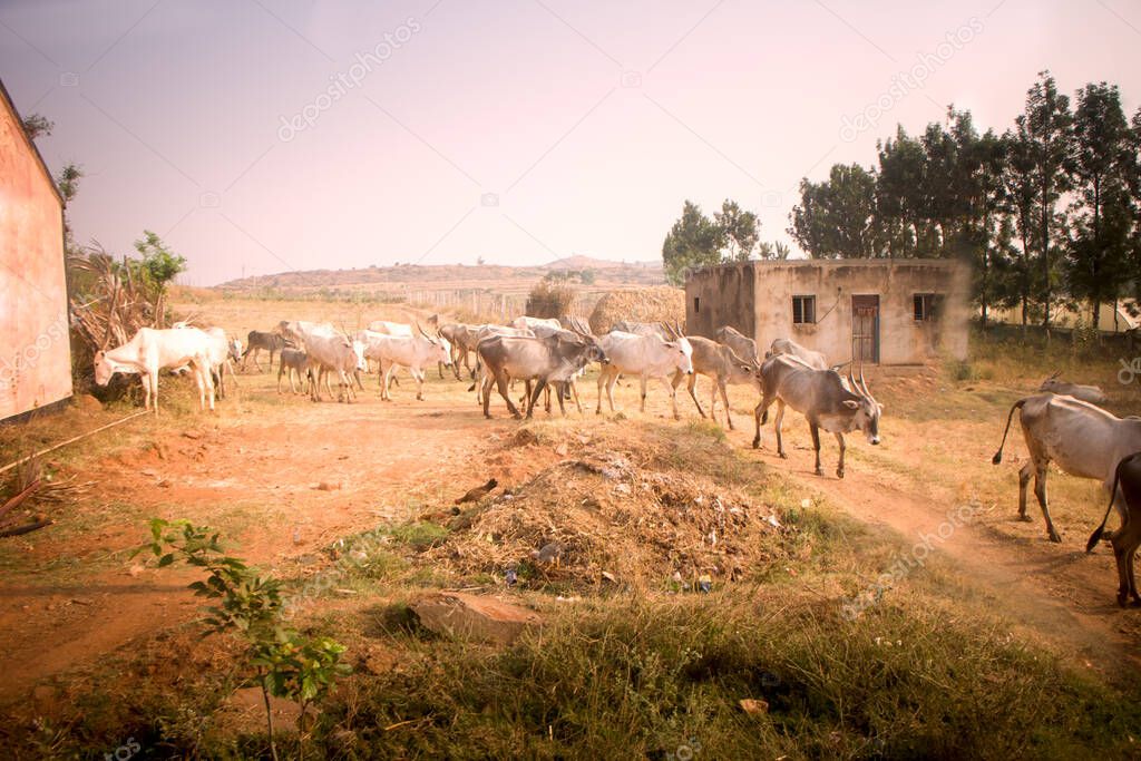 Indian farm in province Andhra Pradesh. Herd of zebu cattle in yard in background of fields