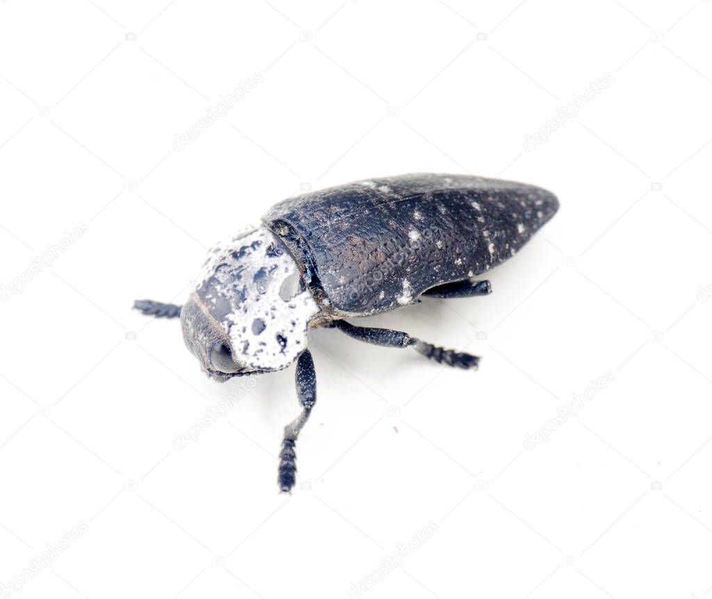 Deathwatch beetle. Large carrion beetle crawling on white background