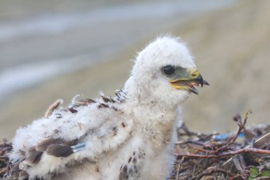 Yuvadaki pürüzlü bacaklı Şahin yavrusu. Novaya Zemlya Takımadası