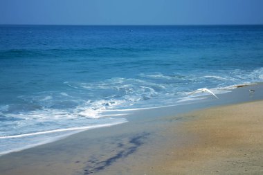 Tipik Hindistan kuşları, tipik biyop 13. Bengal Körfezi kıyısındaki Küçük Akbalıkçıllar (Egretta garzetta)