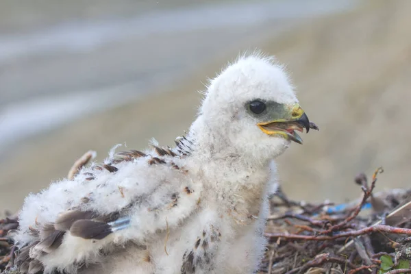 Rough Legged Buzzard Chick Nest Novaya Zemlya Archipelago — Stock Photo, Image