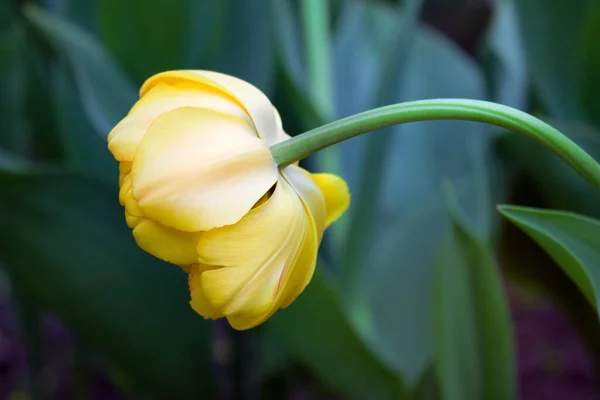 Close Colourful Variety Flowers Beauty Summer Day Tulips Gold Medal — Stock Photo, Image