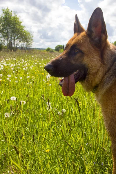 Pastor Alemán Paseando Naturaleza Entrenando Campo Perro Truco Perro Rastreador — Foto de Stock