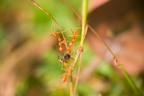 Pertempuran Batang Tipis Semut Merah Oecophylla Menangkap Mata Mata Dari — Stok Foto