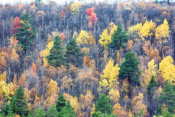 Weicher Herbst Herbstlicher Wald Goldener Herbst Espe Und Birke Traurige — Stockfoto