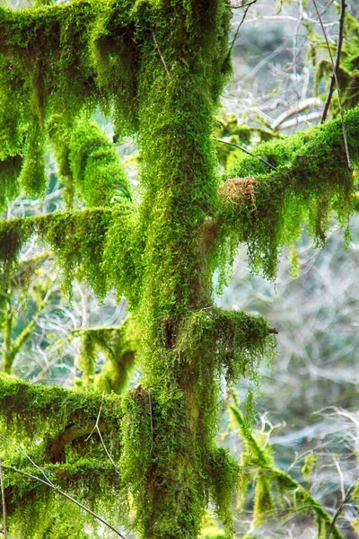 Berühmte Buchsbaum Colchis Buxus Colchica Subtropische Immergrüne Neckera Moos Bedeckt — Stockfoto