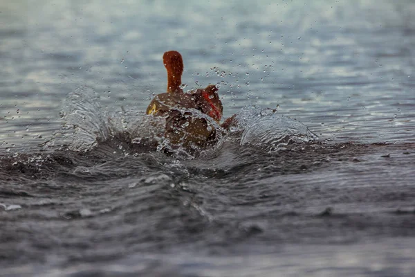 Ducks Lose Ability Fly Change Feathers Molt Prefer Run Water Stock Photo