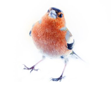 Avrupa 'nın en yaygın kuşu, orman kuşu, ispinozlar, kalın gagalı, granivorlu kuşlar. Beyaz arka planda parlak üreme tüyleri olan erkek.