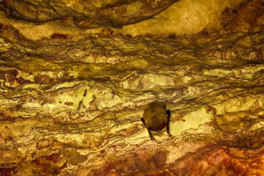 Yarasa mağarasında uyurken çekilen çekim.