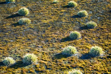 Bilim, ekoloji. Phippsia Algida 'dan bir yığın (polster bitkisi), yosunlar fakir kutup topraklarında. Fransa Joseph