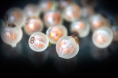 Sarı üzümlü üzümler (salkımlı), şeffaf ve saçılmış inciler gibi simsiyah bir zemindir. Ticari yiyecekler, bahçıvanlık, meyve bahçesi, meyve ekinleri için