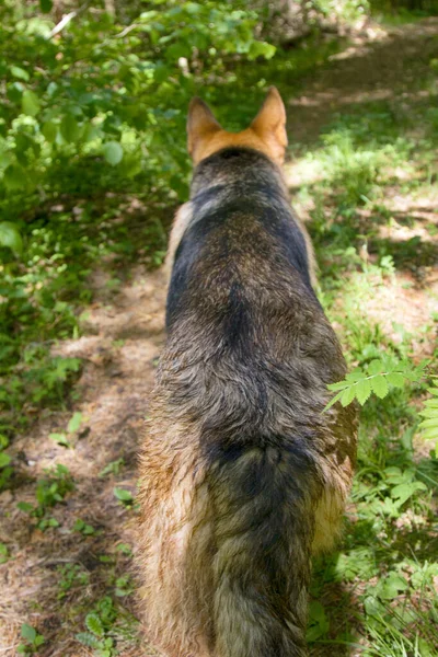 Ormanda Alman Çoban Köpeği Doğu Avrupa Ormanlarından Yürü — Stok fotoğraf