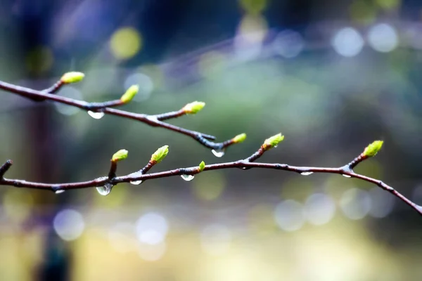 Frühling Junge Leuchtend Grüne Blätter Zweigen — Stockfoto