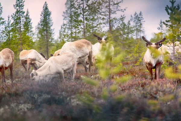 Feral Reindeer Tato Zvířata Dnes Žijí Neutrální Zóně Rusko Norských — Stock fotografie