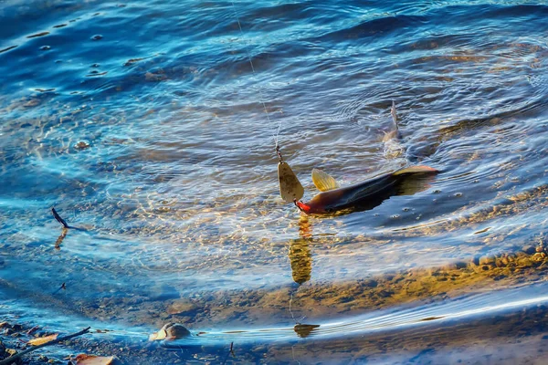 北の川を背景に ルアーで釣れたグレーリング — ストック写真